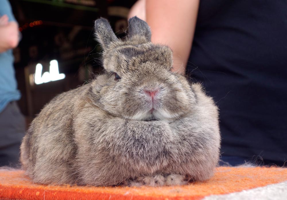 Dwarf bunny sitting on table.