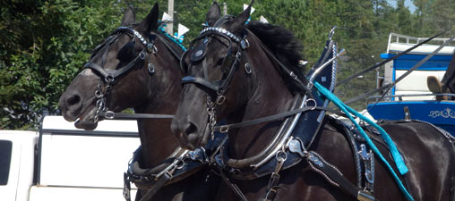 Close up of a pair of Belgian horses.