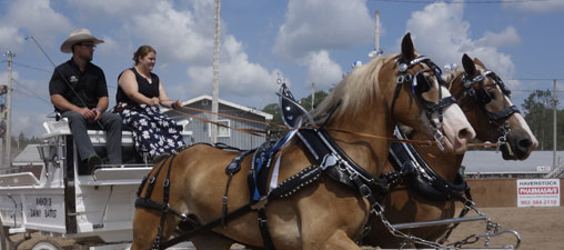 Pair of Belgian horses. Close up of a pair of Belgian horses.