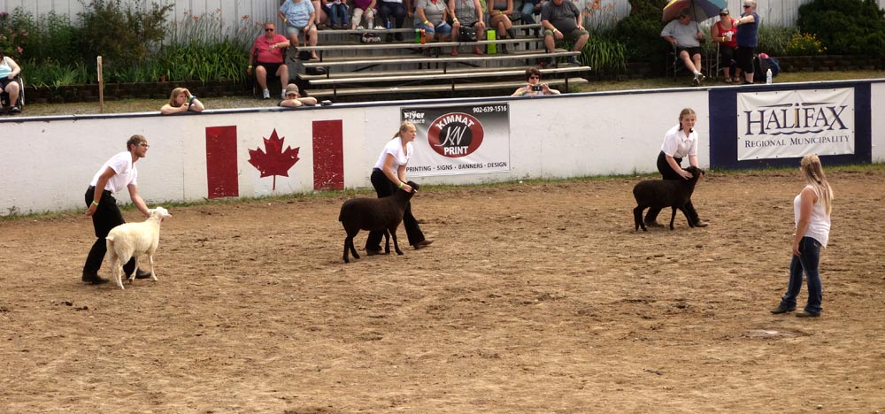 Sheep in the exhibition ring.